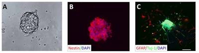 Streptozotocin Impairs Proliferation and Differentiation of Adult Hippocampal Neural Stem Cells in Vitro-Correlation With Alterations in the Expression of Proteins Associated With the Insulin System